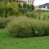 Salix purpurea 'Nana' - Punapaju 'Nana' C5/5L
